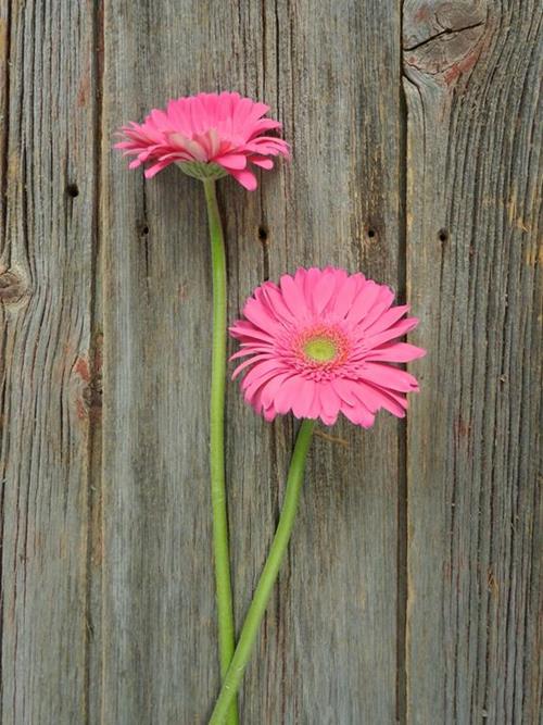 MERMAID  HOT PINK GERBERA DAISY